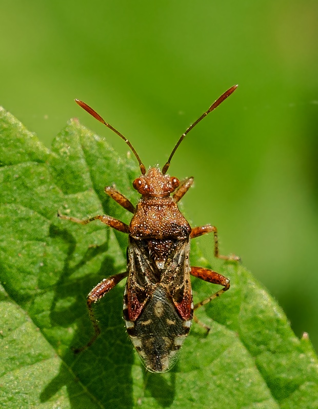 obrubnica burinová Rhopalus subrufus