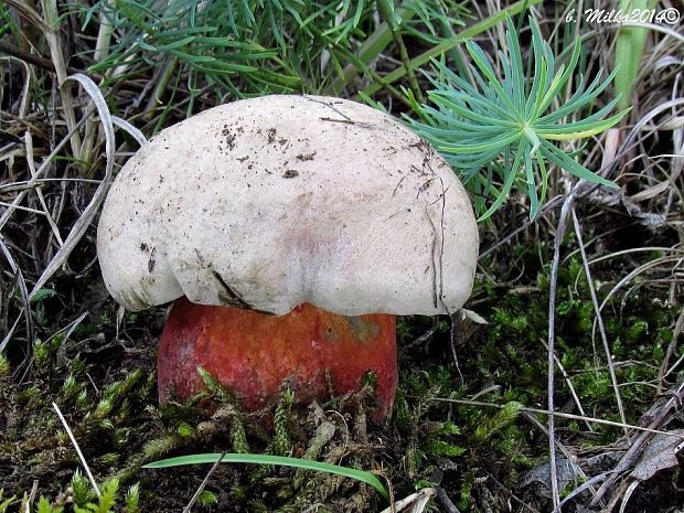 hríb Le Galovej Rubroboletus legaliae (Pilát & Dermek) Della Maggiora & Trassin.