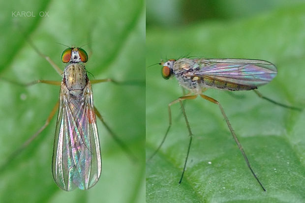 dlhonôžkovité Sciapus platypterus ♀