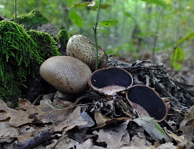 pestrec obyčajný Scleroderma citrinum Pers.