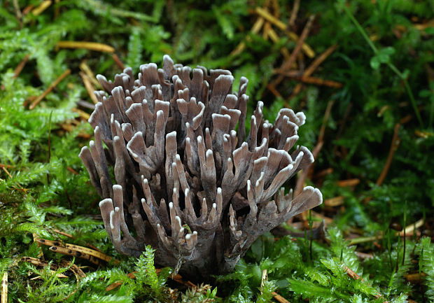 plesňovka smradľavá Thelephora palmata (Scop.) Fr.