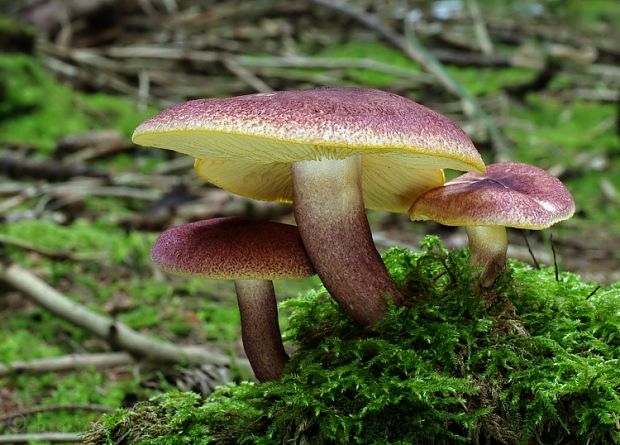 čírovec červenožltý Tricholomopsis rutilans (Schaeff.) Singer