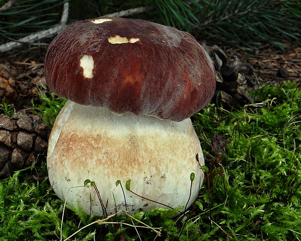 hríb sosnový Boletus pinophilus Pil. et Dermek in Pil.