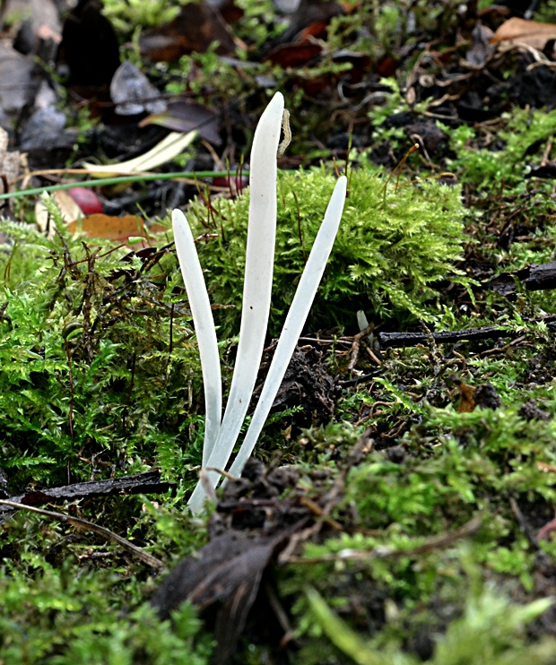 kyjačik lámavý Clavaria fragilis Holmsk.