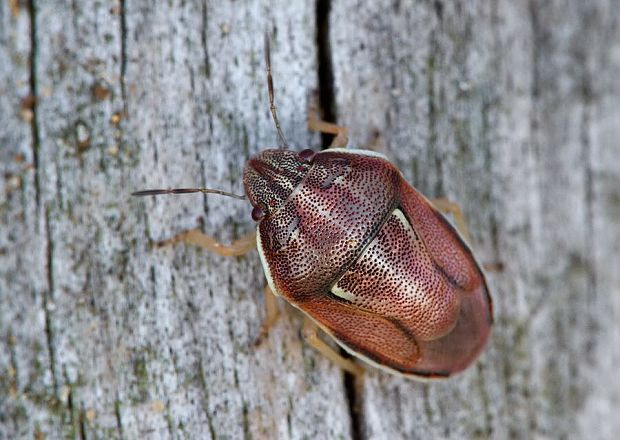 . Neottiglossa cf. pusilla