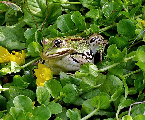 skokan zelený Pelophylax kl. esculenta