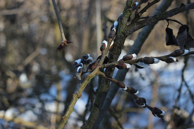 vŕba rakyta Salix caprea L.