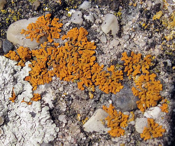 diskovník oranžový Xanthoria elegans (Link) Th. Fr.