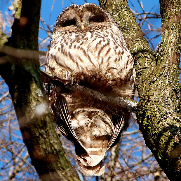 sova dlhochvostá  Strix uralensis