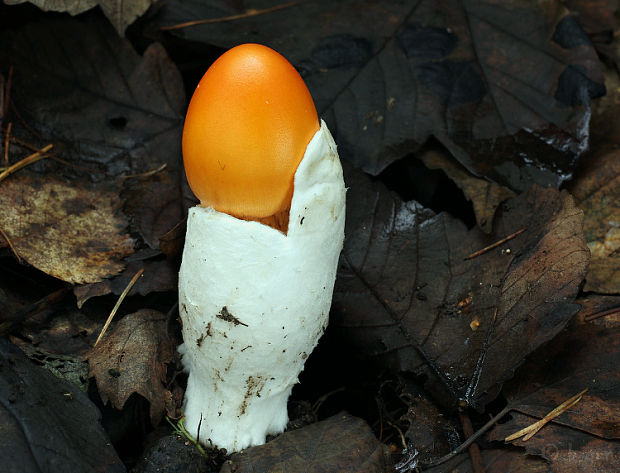 muchotrávka oranžová Amanita crocea (Quél.) Singer