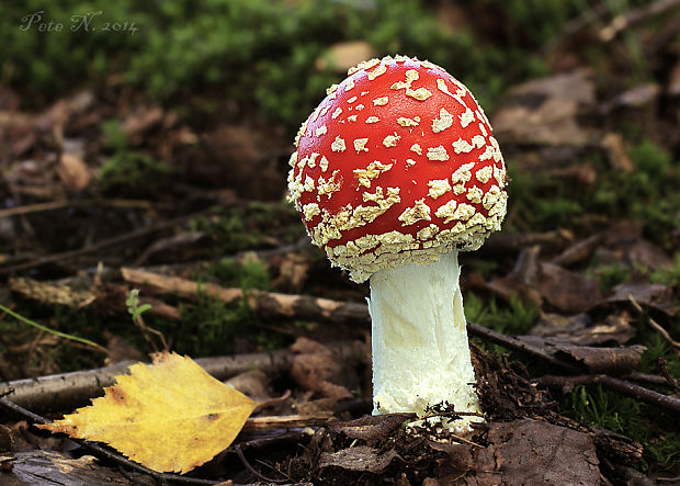 muchotrávka červená Amanita muscaria (L.) Lam.