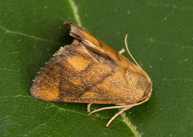 apódia dubová Apoda limacodes