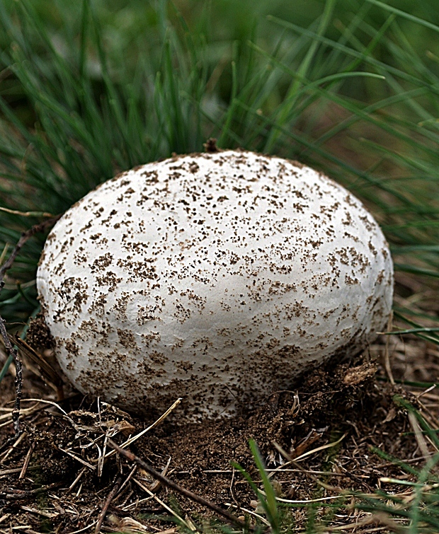 rozpadavec krehký Calvatia cyathiformis (Bosc) Morgan