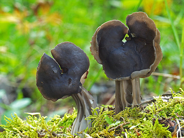 chriapač jamkatý Helvella lacunosa Afzel.