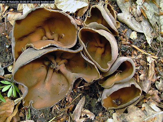 čiaška podvojná Phylloscypha phyllogena (Cooke) Van Vooren