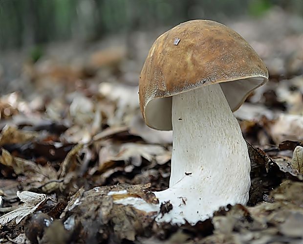 hríb bronzový Boletus aereus Bull. ex Fr.