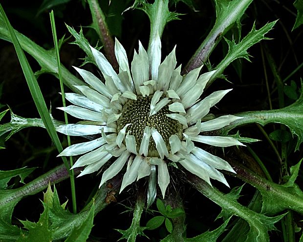 krasovlas bezbyľový pravý Carlina acaulis subsp. acaulis L.