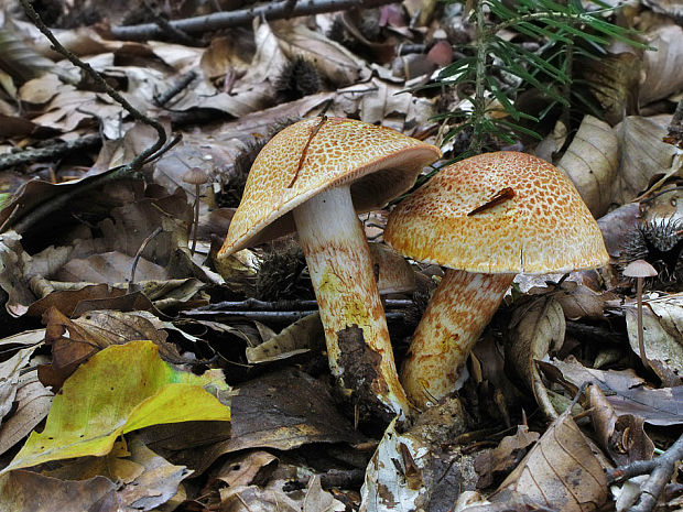 pavučinovec červenošupinatý Cortinarius bolaris (Pers.) Fr.