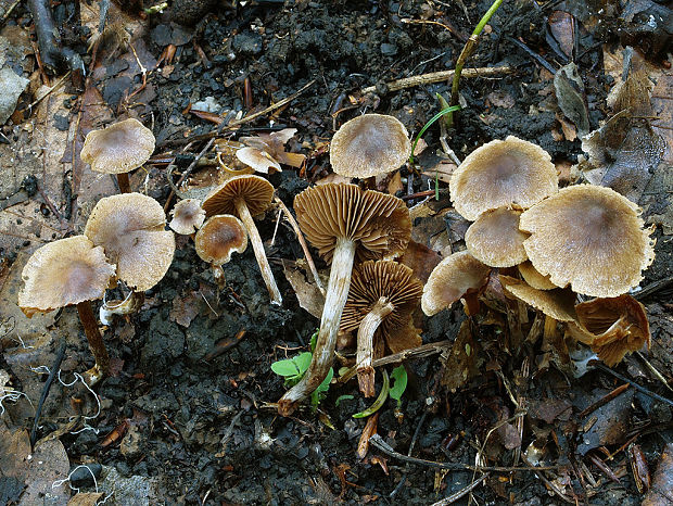 pavučinovec zreteľnovýtrusný úzkovýtrusný Cortinarius diasemospermus var. leptospermus H. Lindstr.