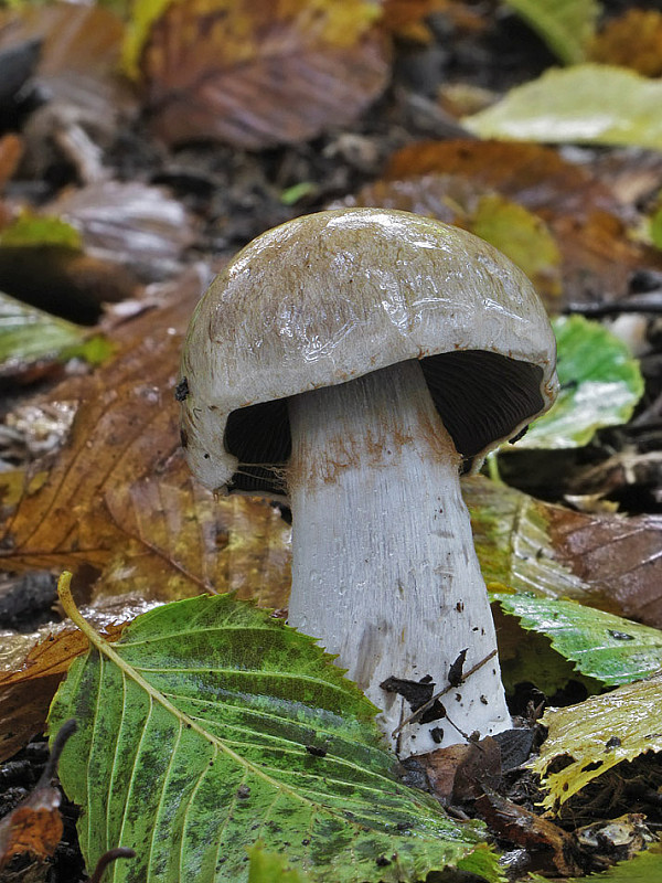 pavučinovec olivový Cortinarius infractus (Pers.) Fr.