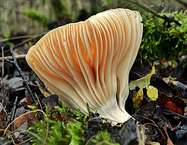 lúčnica statná Cuphophyllus pratensis (Fr.) Bon