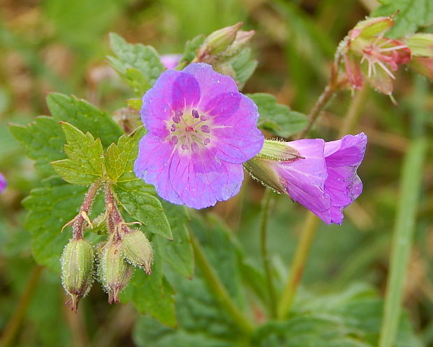 pakost lesný Geranium sylvaticum L.