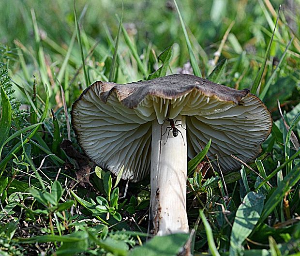 lúčnica lúhová Hygrocybe ingrata J.P. Jensen & F.H. Møller