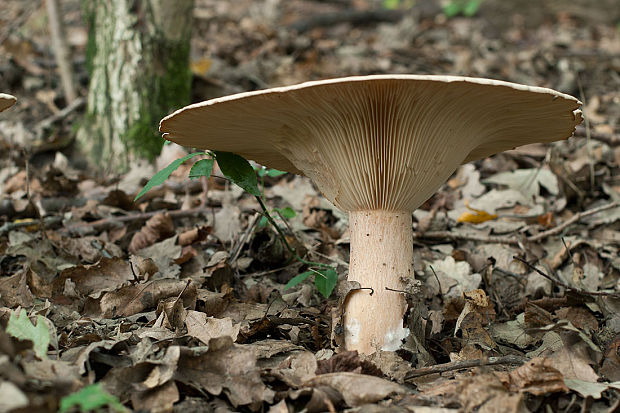 strmuľka obrovská Infundibulicybe gigas (Harmaja) Harmaja