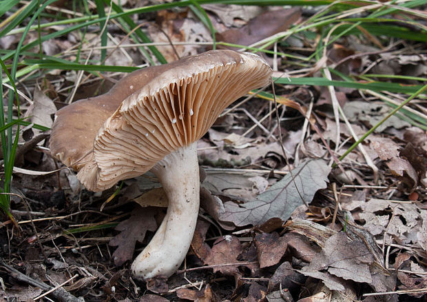 rýdzik dymovosivý Lactarius azonites (Bull.) Fr.