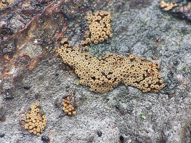 padrobnica Merismodes sp.