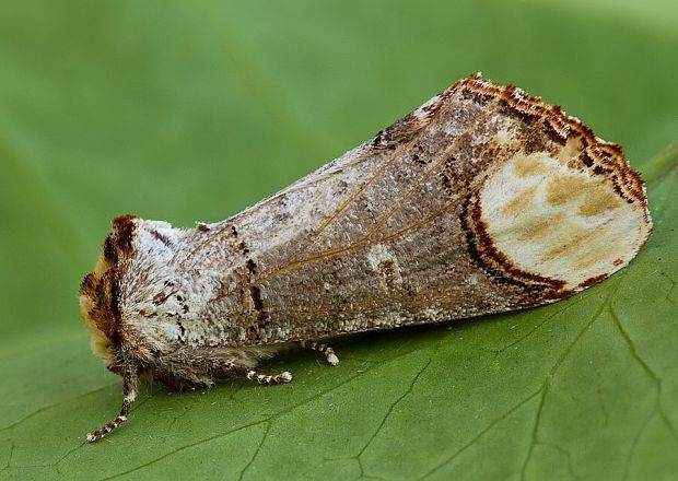 faléra lipová Phalera bucephala