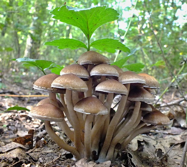 drobuľka vodomilná Psathyrella piluliformis (Bull.) P.D. Orton