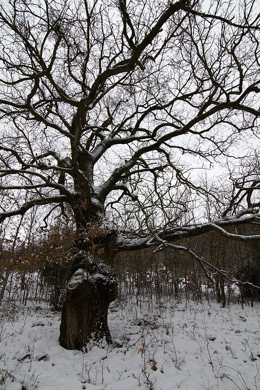 dub letný Quercus robur L.