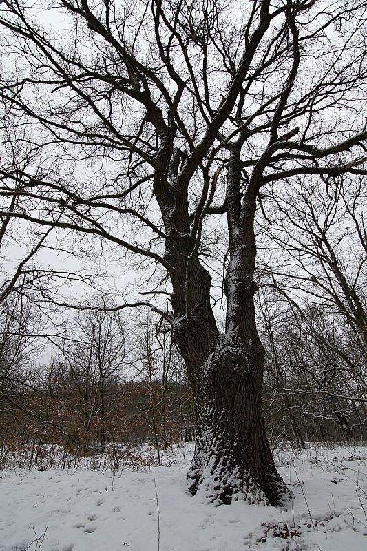 dub letný Quercus robur L.