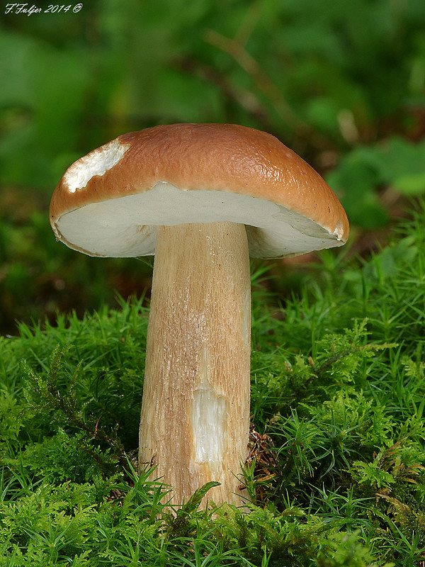 hríb smrekový Boletus edulis Bull.