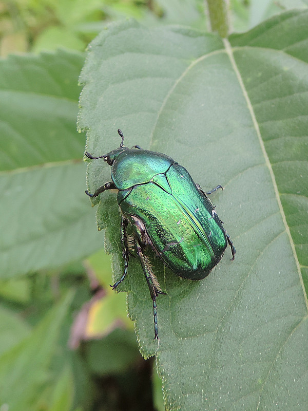 zlatoň obyčajný / zlatohlávek zlatý Cetonia aurata Linnaeus, 1758