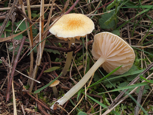 hodvábnica Entoloma cf. sericellum (Fr.) P. Kumm.