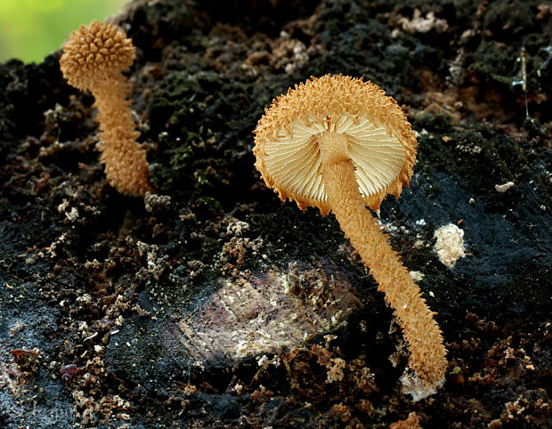 flamulaster ovešaný Flammulaster muricatus (Fr.) Watling