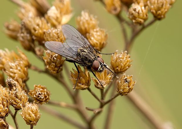 kvetárka Hylemyia cf.variata