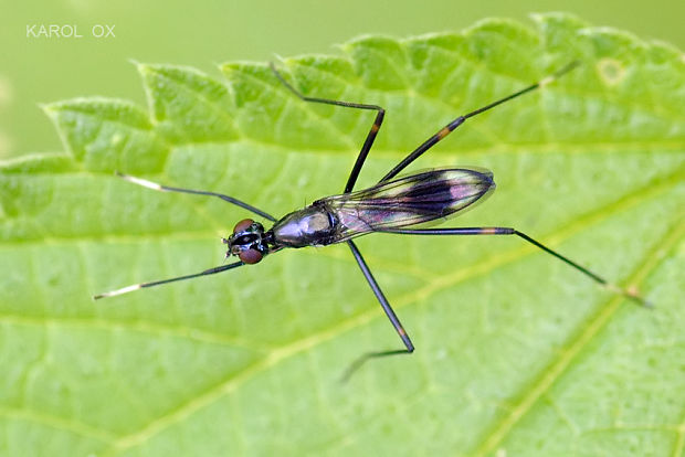 - Rainieria calceata