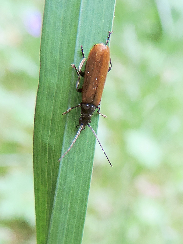 snehulčík / páteříček Rhagonycha nigripes  W. Redtenbacher, 1842