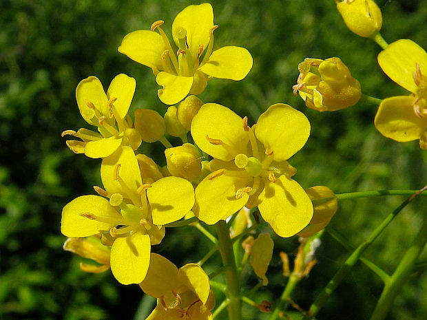 roripa obojživelná Rorippa amphibia (L.) Besser