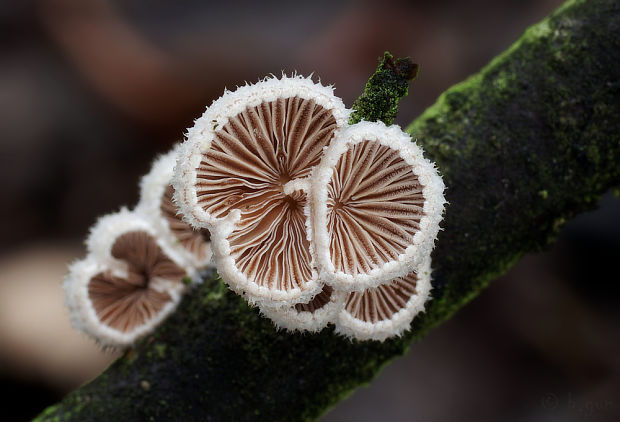 klanolupeňovka obyčajná Schizophyllum commune Fr.