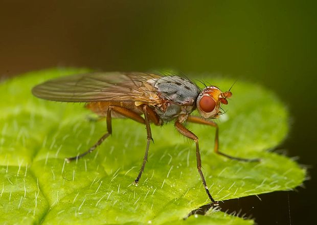 fúzavka Scoliocentra villosa