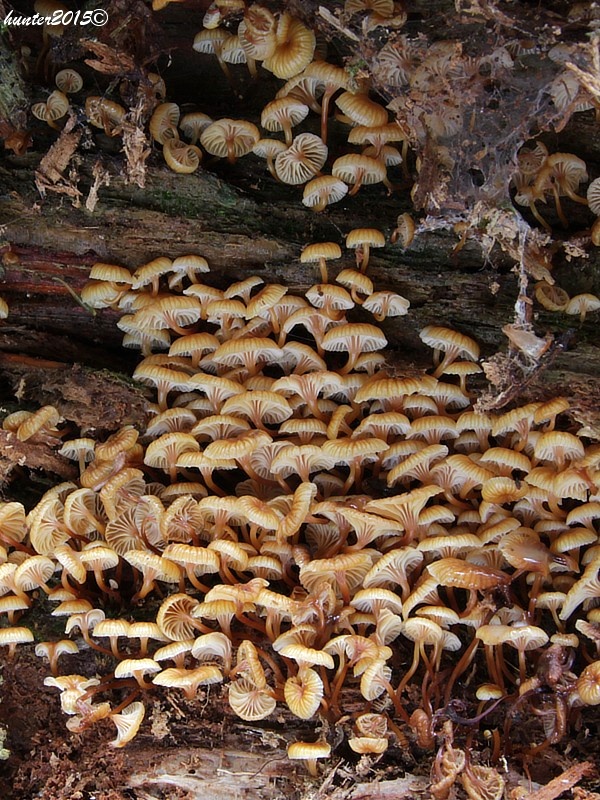 tanečnička zvončekovitá Xeromphalina campanella (Batsch) Maire