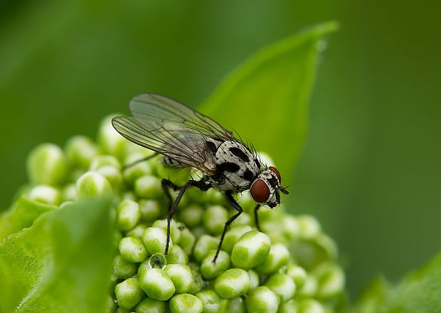 kvetárka stromová Anthomyia pluvialis