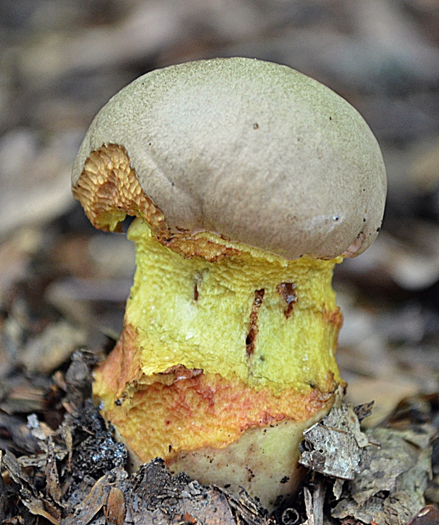 hríb striebristý Butyriboletus fechtneri (Velen.) D. Arora & J.L. Frank