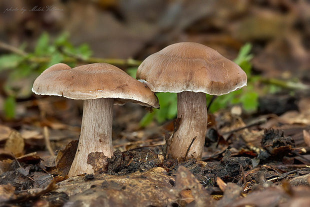 pavučinovec Cortinarius sp.