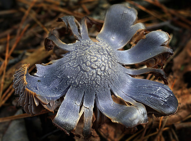 pavučinovec Cortinarius sp.