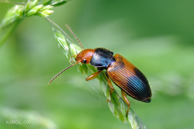 behúnik Diachromus germanus